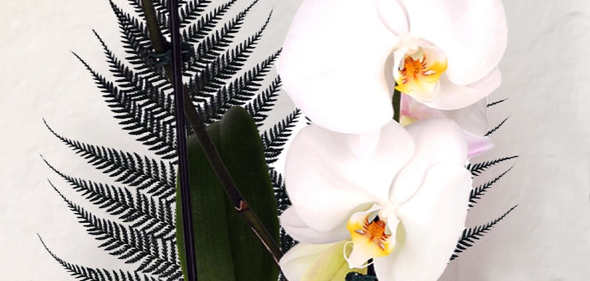 Elegant white orchids paired with lush green ferns, creating a serene floral display.