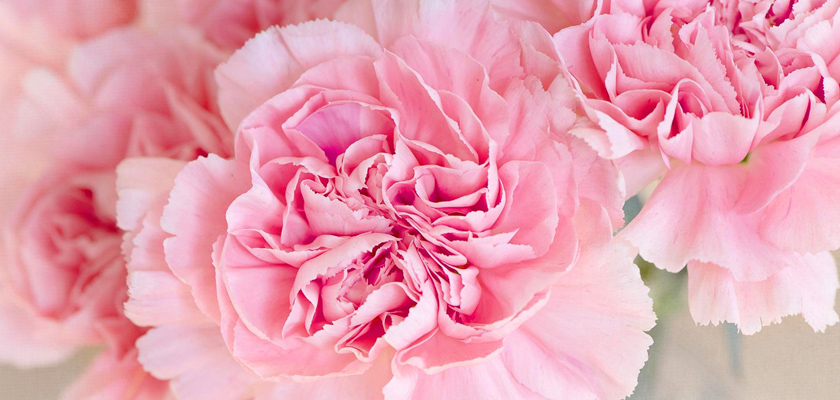 Delicate pink carnations with layered petals, perfect for romantic occasions and gift-giving.