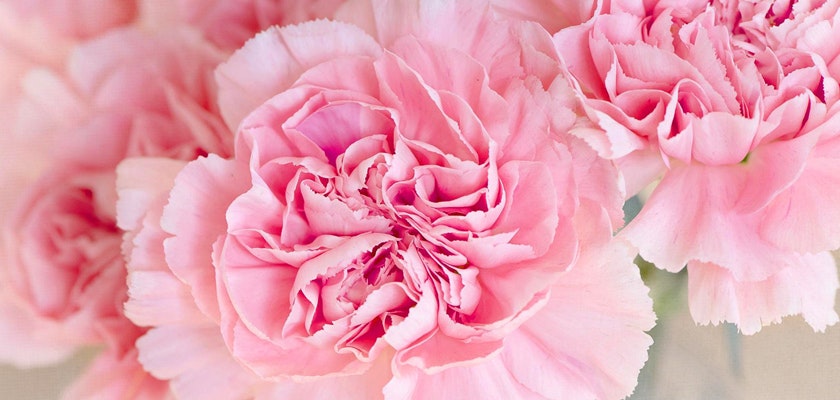 Delicate pink carnations with layered petals, perfect for romantic occasions and gift-giving.