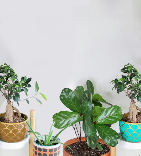 Lush indoor plants in colorful pots, enhancing home decor with vibrant greenery.