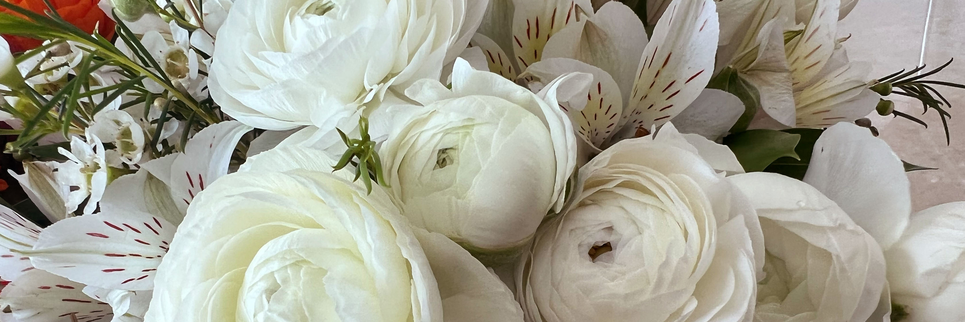 Elegant white ranunculus and delicate blooms arranged in a stunning floral display.