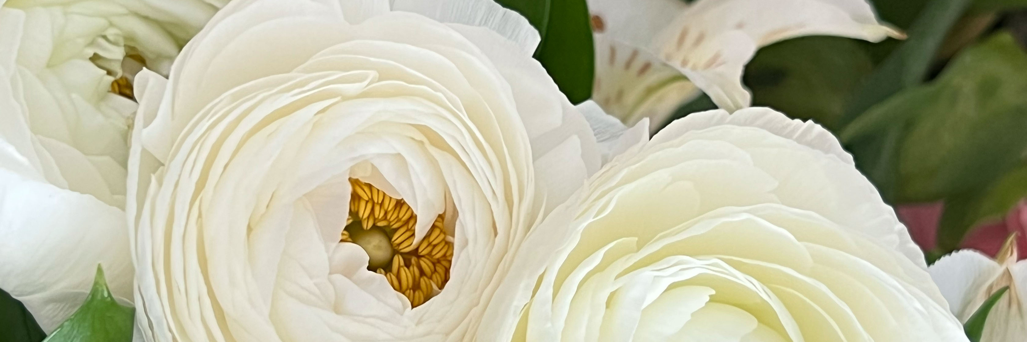 Elegant white ranunculus flowers with delicate textures, enhancing any floral arrangement.