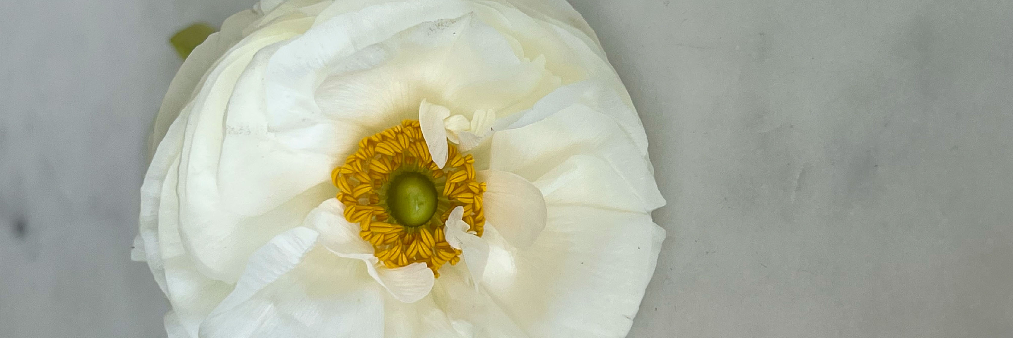 Delicate white peony flower with a vibrant yellow center, showcasing natural beauty and elegance.