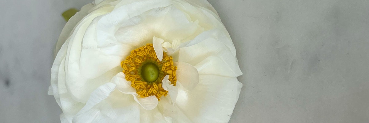 Delicate white peony flower with a vibrant yellow center, showcasing natural beauty and elegance.