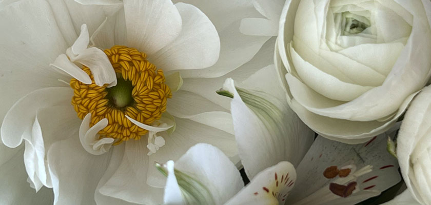 Elegant white flowers featuring peonies and ranunculus, perfect for serene arrangements.