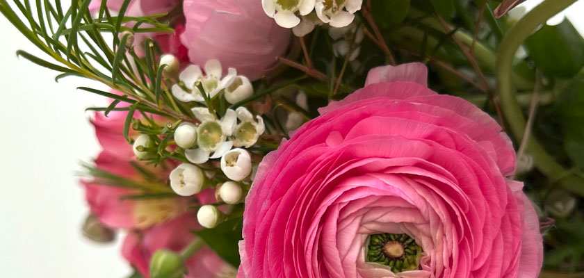 Vibrant pink ranunculus flowers surrounded by delicate white blooms in a lush bouquet.