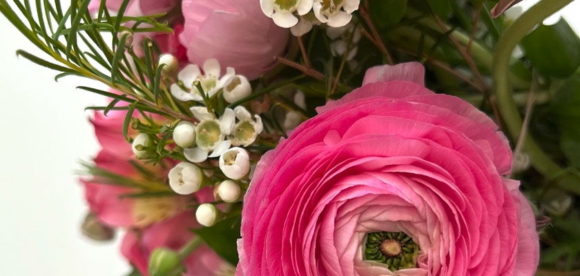 Vibrant pink ranunculus flowers surrounded by delicate white blooms in a lush bouquet.