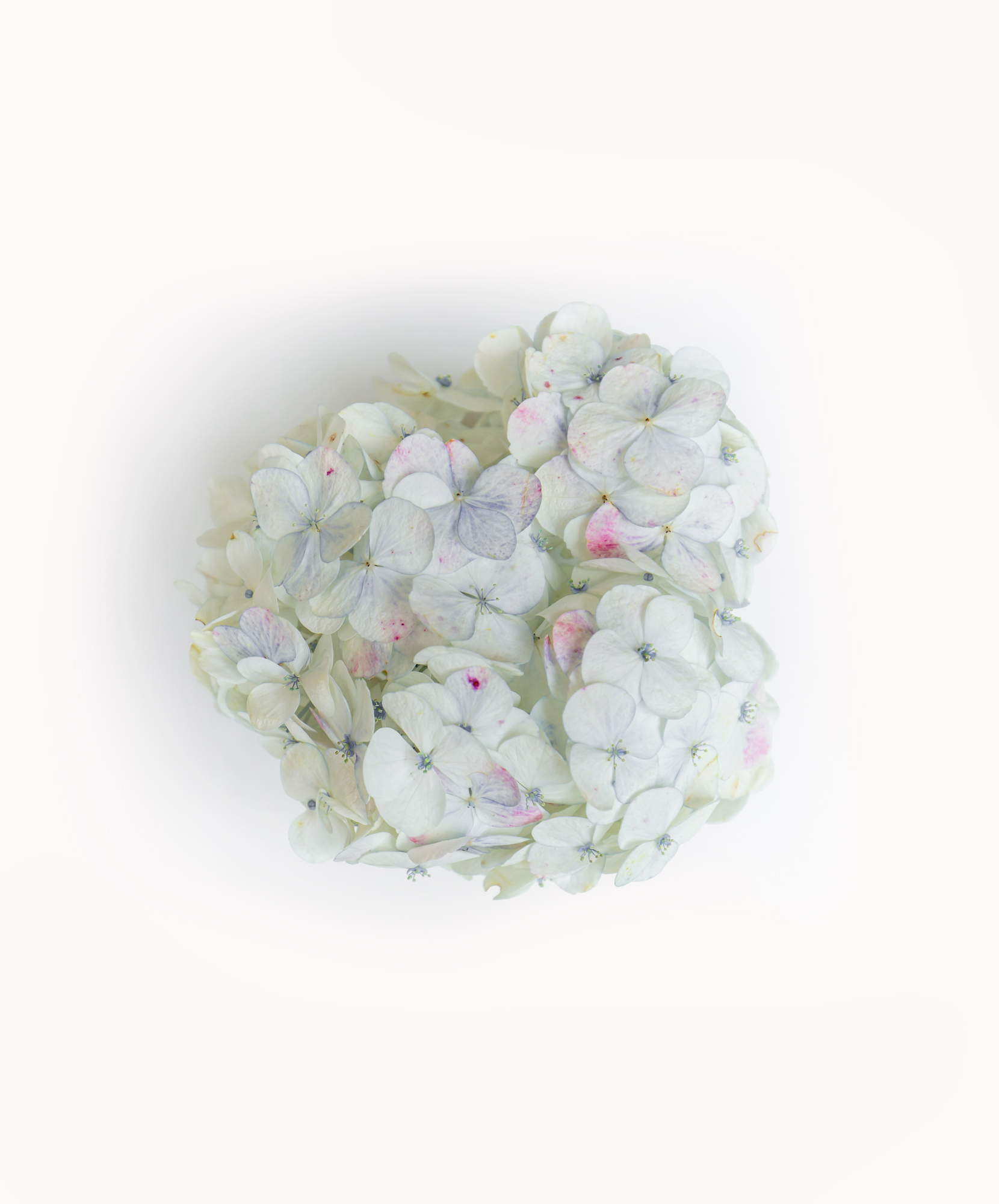 Pastel Cloud Hydrangea
