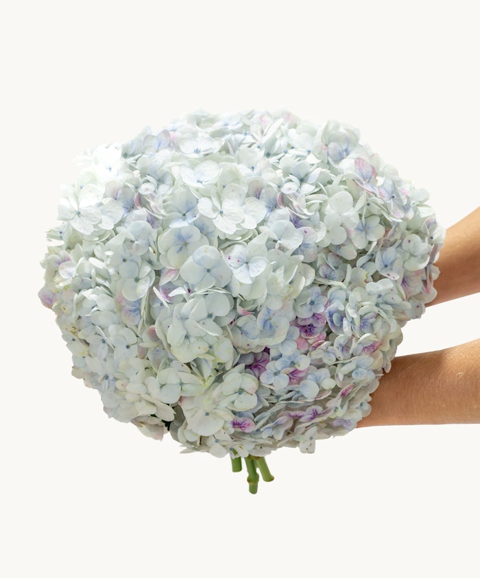 A delicate bouquet of pale blue and white hydrangeas, perfect for elegant celebrations.