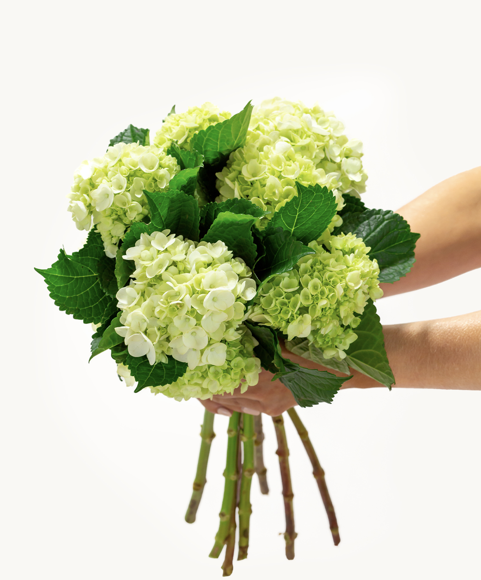 A vibrant green and white hydrangea bouquet held delicately, showcasing fresh blooms.