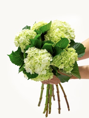 A vibrant green and white hydrangea bouquet held delicately, showcasing fresh blooms.