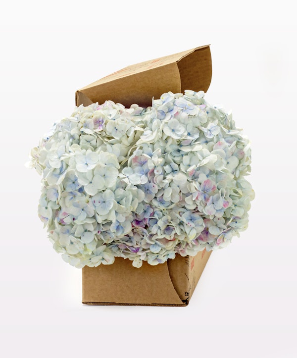 Pastel Box with Blue Hydrangea