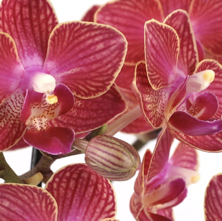 Vibrant pink orchids with rich patterns, showcasing nature's elegance and beauty in full bloom.