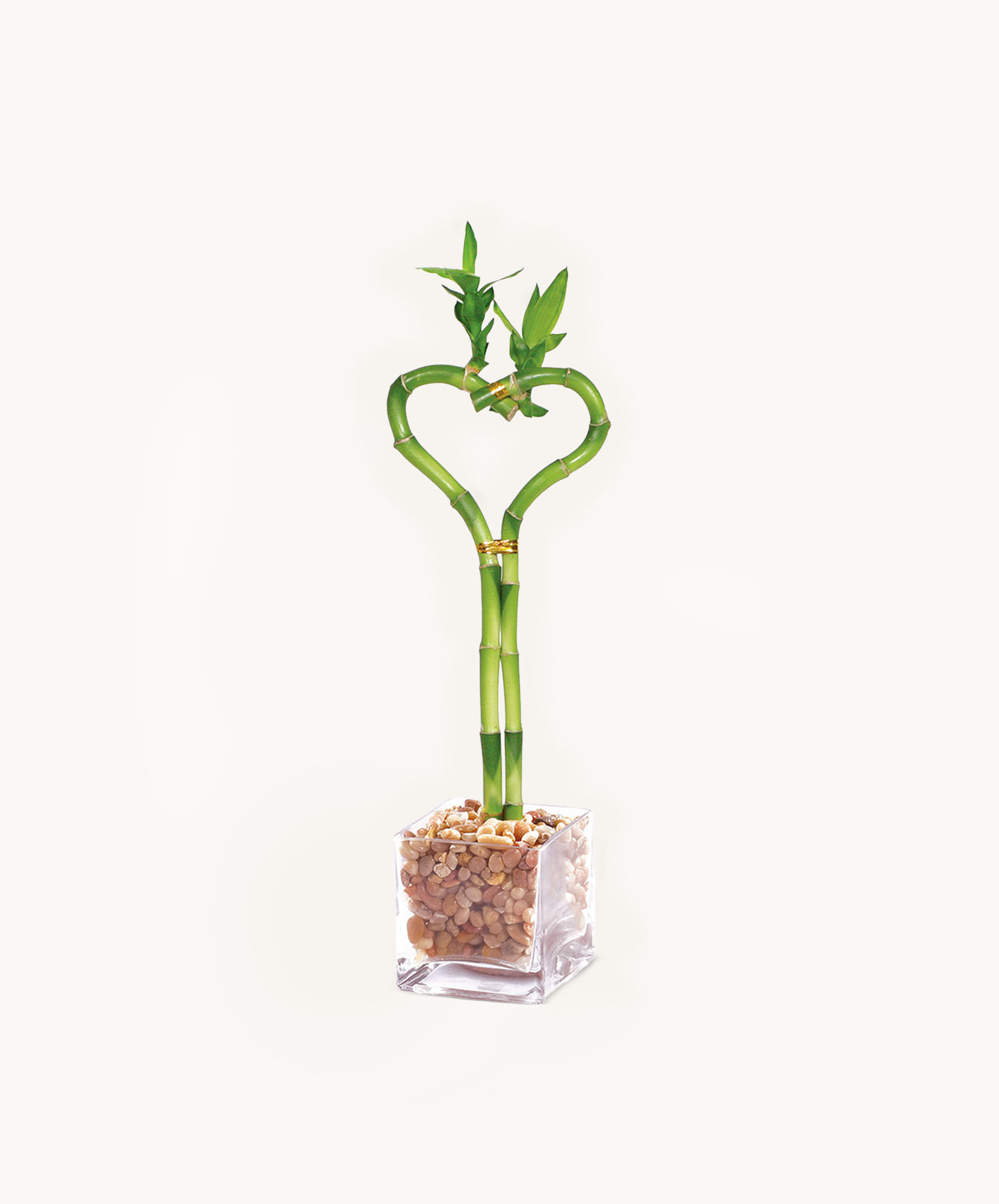 Elegant heart-shaped bamboo arrangement in a clear glass vase, symbolizing love and prosperity.