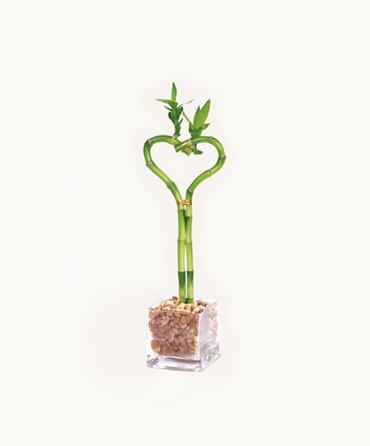 Elegant heart-shaped bamboo arrangement in a clear glass vase, symbolizing love and prosperity.