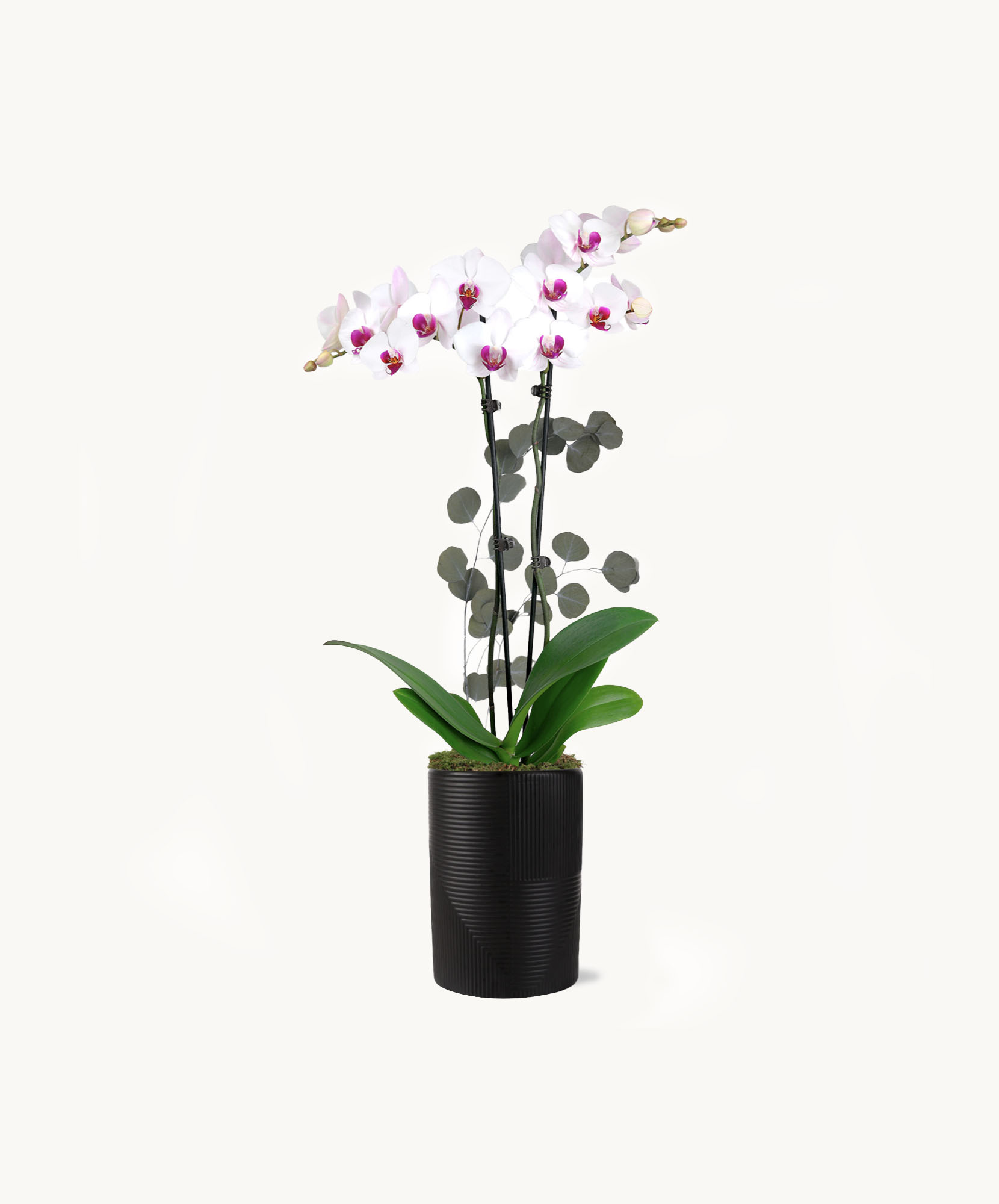 Elegant white orchids with vibrant accents set in a sleek black planter, perfect for home decor.