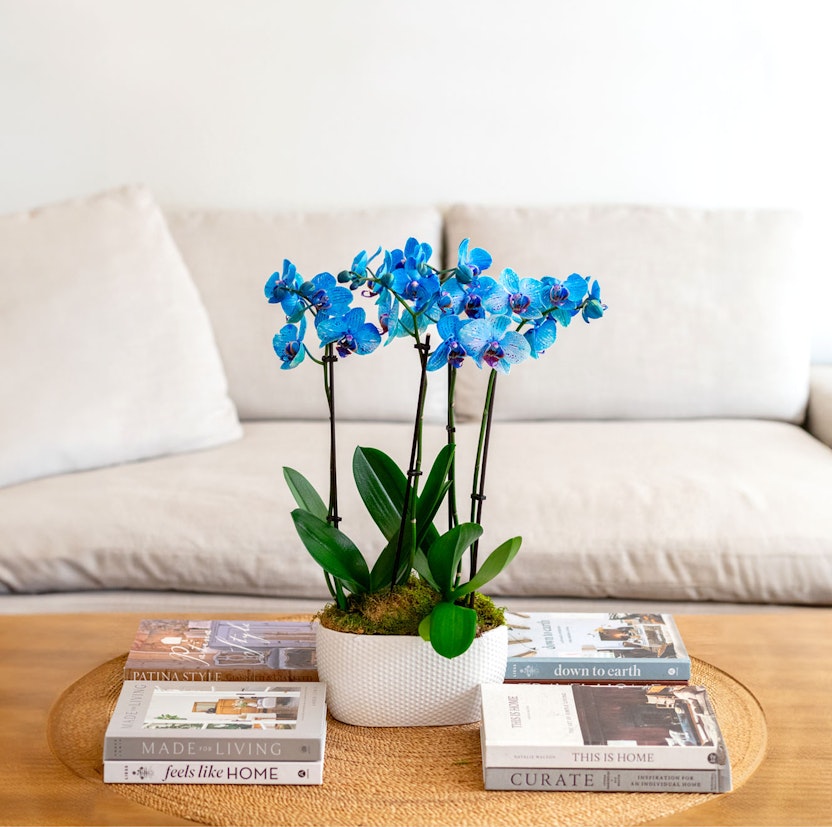Elegant blue orchids arranged in a modern planter, enhancing a stylish living room decor.