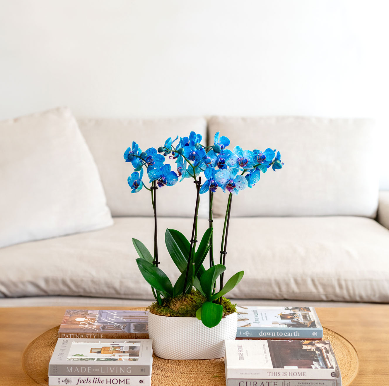 Vibrant blue orchids in a stylish white planter, adding elegance to a cozy living room setting.