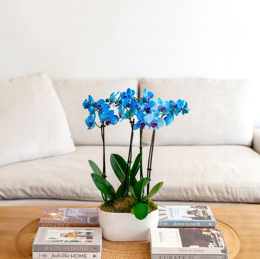 Vibrant blue orchids in a stylish white planter, adding elegance to a cozy living room setting.