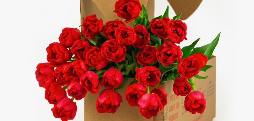 Vibrant red tulips bursting from a stylish floral delivery box, ideal for special celebrations.