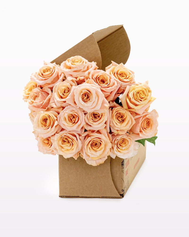 Shimmer Rose