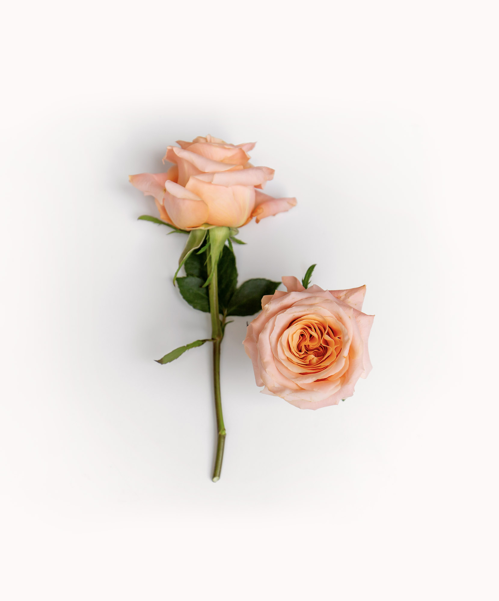 Shimmer Rose