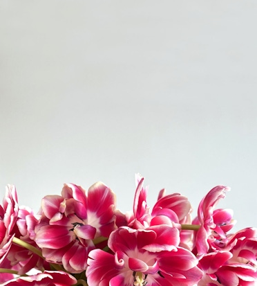 Vibrant pink tulips with delicate white accents create a striking floral display.