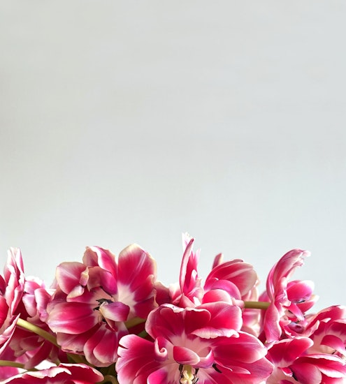 Vibrant pink tulips with delicate white accents create a striking floral display.