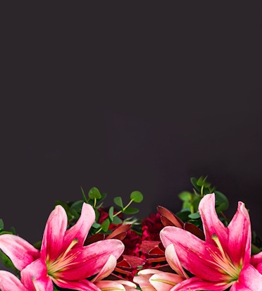 Vibrant pink lilies surrounded by lush greenery, creating an elegant floral display.