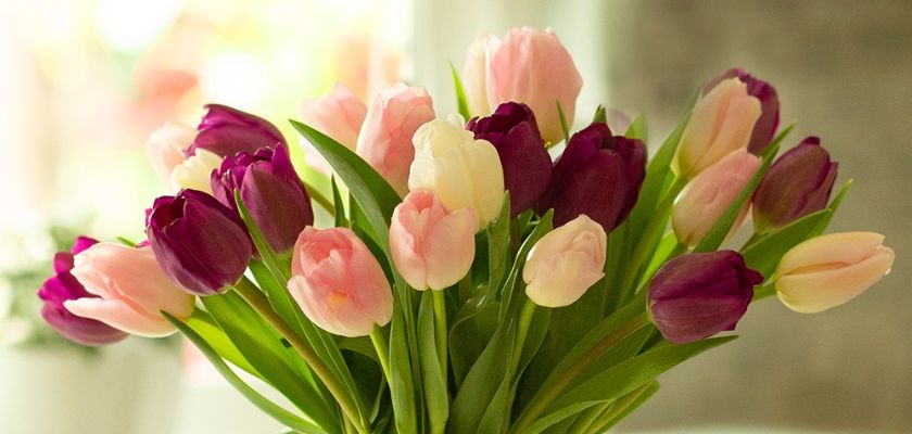 Vibrant bouquet of pink and purple tulips elegantly arranged for spring celebrations.