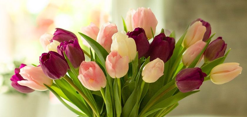 Vibrant bouquet of pink and purple tulips elegantly arranged for spring celebrations.