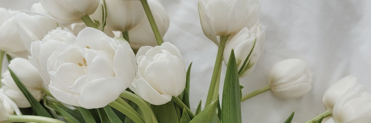 Elegant white tulips with lush green leaves, creating a serene and fresh floral arrangement.