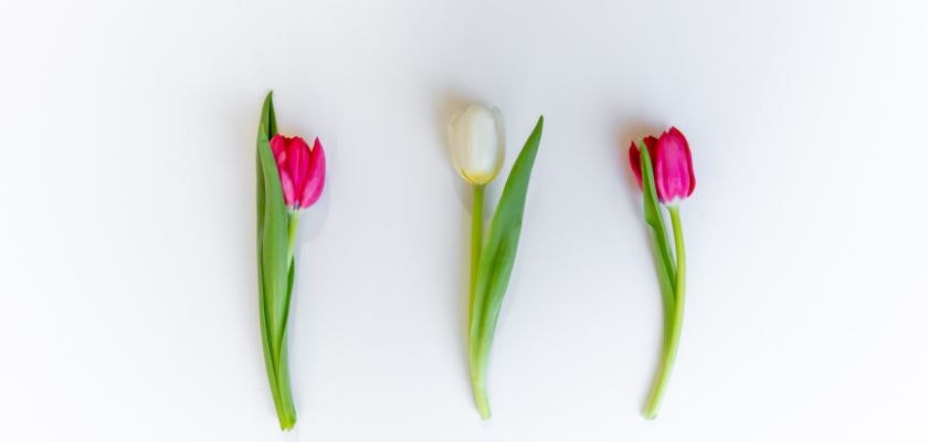 Vibrant tulips in pink and white hues, elegantly arranged with fresh green stems.