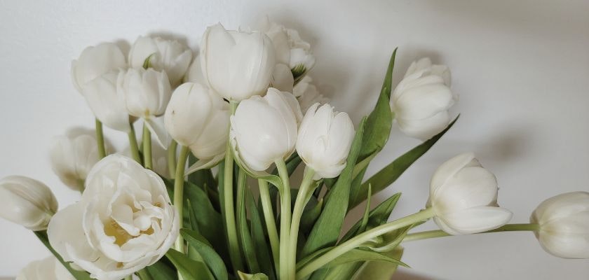 Elegant white tulips in a vibrant green arrangement, perfect for any elegant occasion or decor.