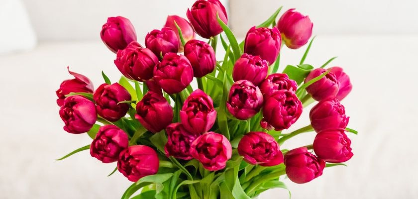 Vibrant bouquet of deep pink tulips with lush green leaves, perfect for celebrating any occasion.