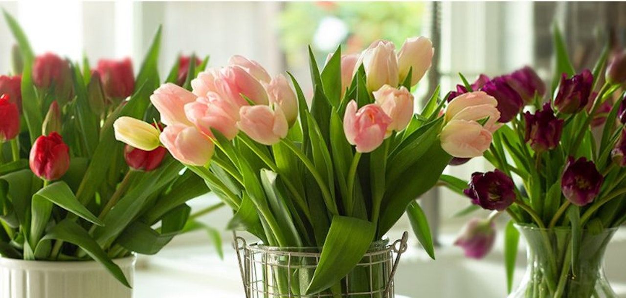 Freshly arranged tulips in pink, purple, and red hues, brightening up a cozy indoor space.