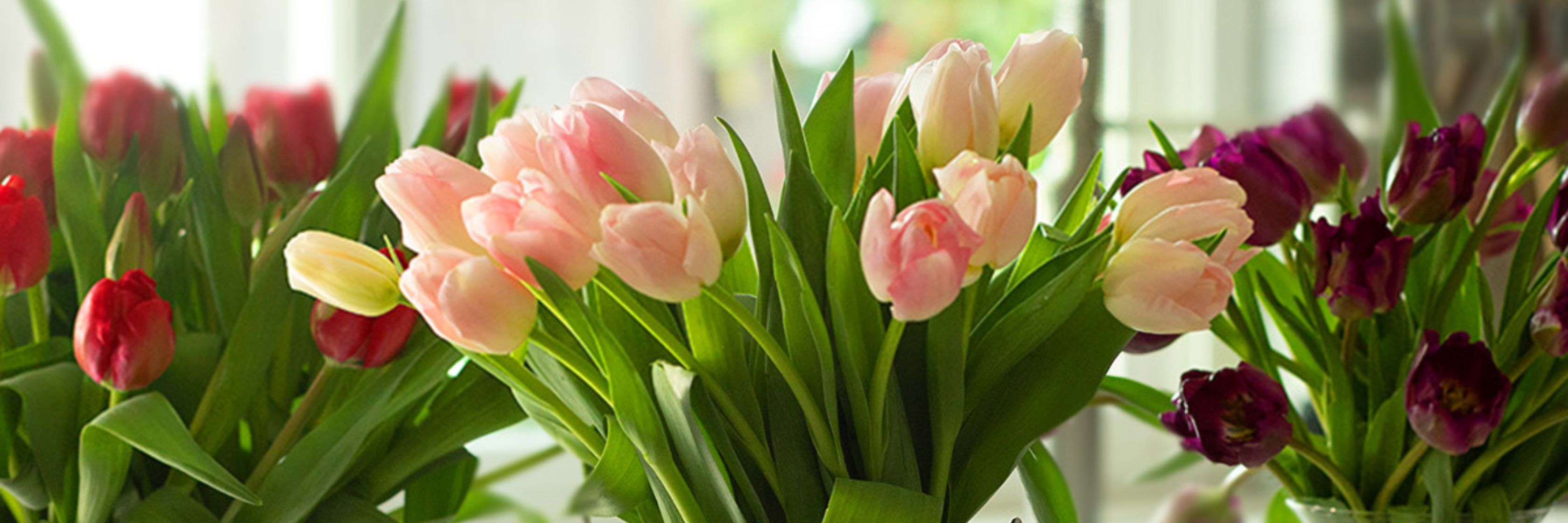 Elegant tulip bouquet featuring vibrant red, soft pink, and deep purple blooms, perfect for spring.