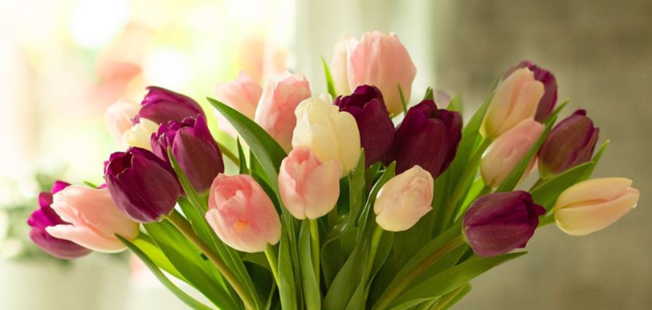 A vibrant bouquet of pink and purple tulips arranged gracefully in a vase, perfect for spring décor.