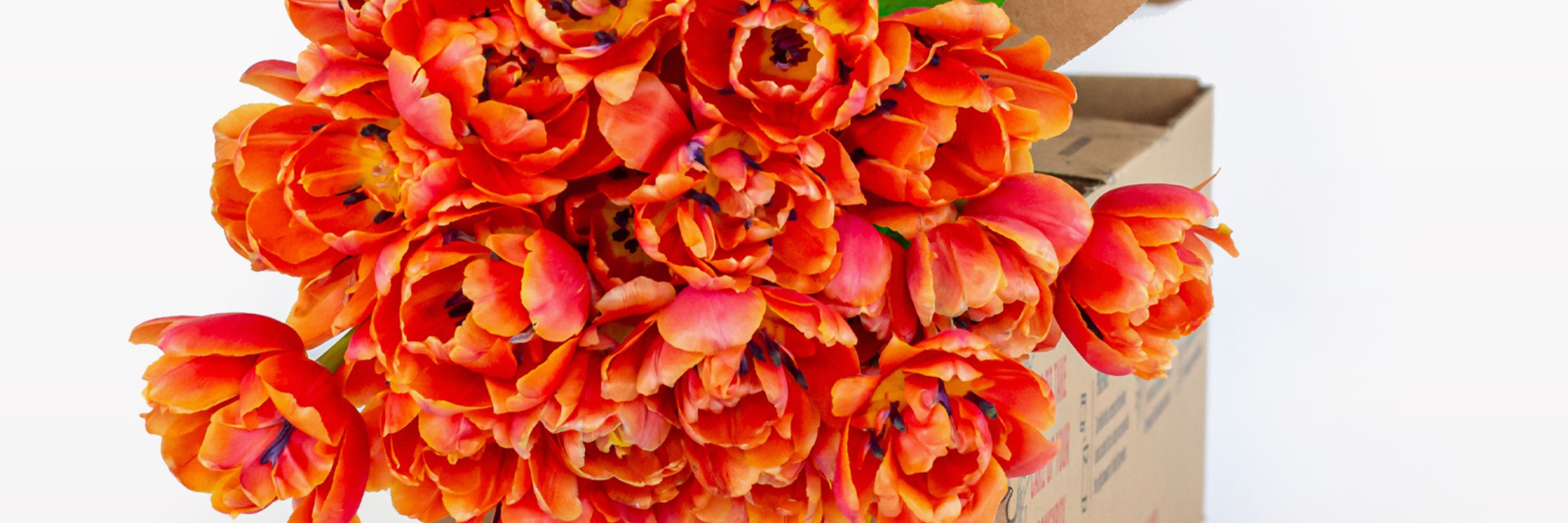 Vibrant bouquet of bright orange tulips bursting from a stylish gift box, ideal for celebrations.