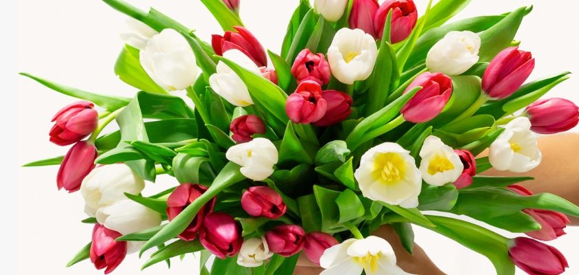 Vibrant bouquet of red, white, and pink tulips with lush green foliage, perfect for spring.