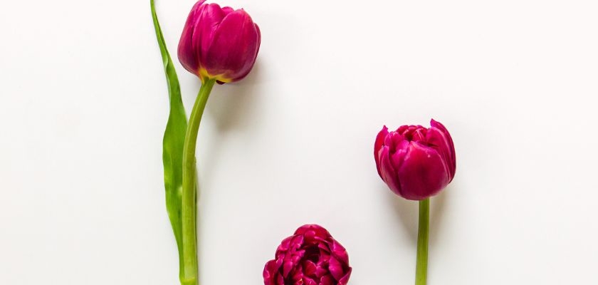 Vibrant magenta tulips arranged artistically on a clean white background, showcasing floral beauty.