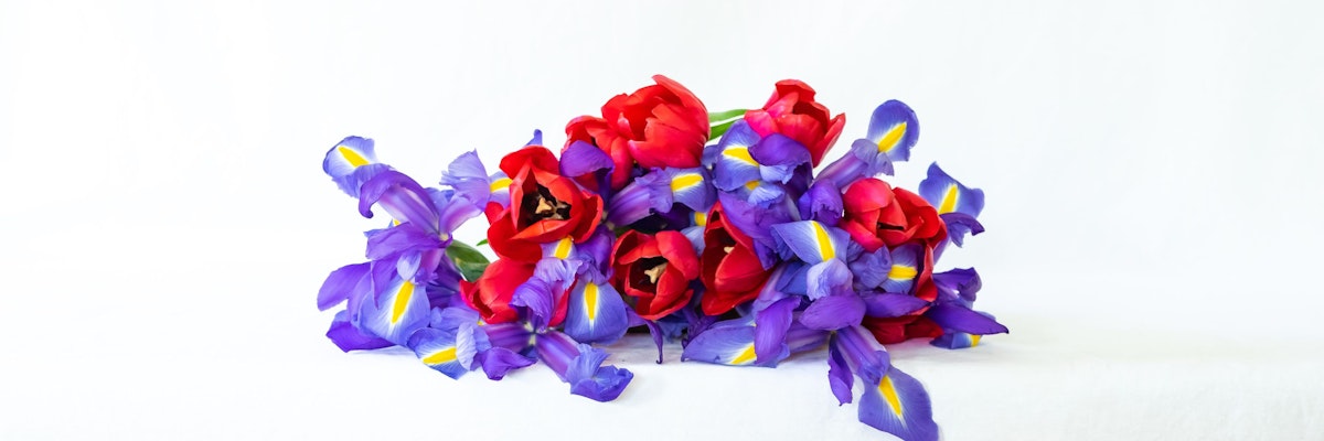 Vibrant bouquet of red tulips and purple irises, ideal for spring celebrations.