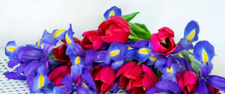 Vibrant floral arrangement featuring red tulips and blue irises, ideal for celebrations.