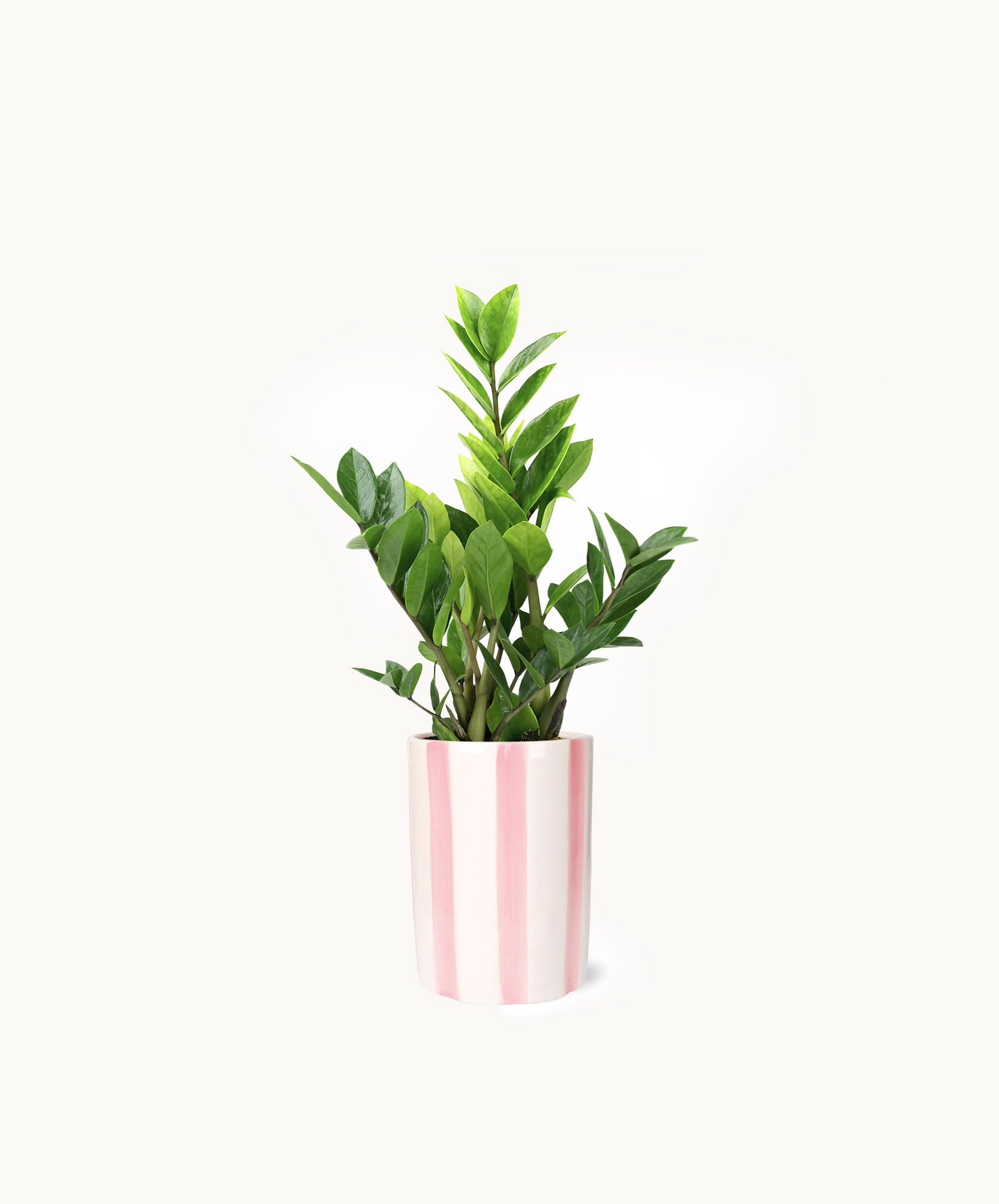 Lush green ZZ plant in a stylish pink-striped pot, adding charm to any indoor space.