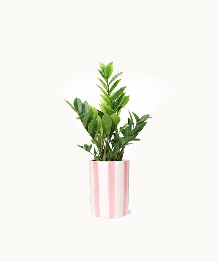 Lush green ZZ plant in a stylish pink-striped pot, adding charm to any indoor space.