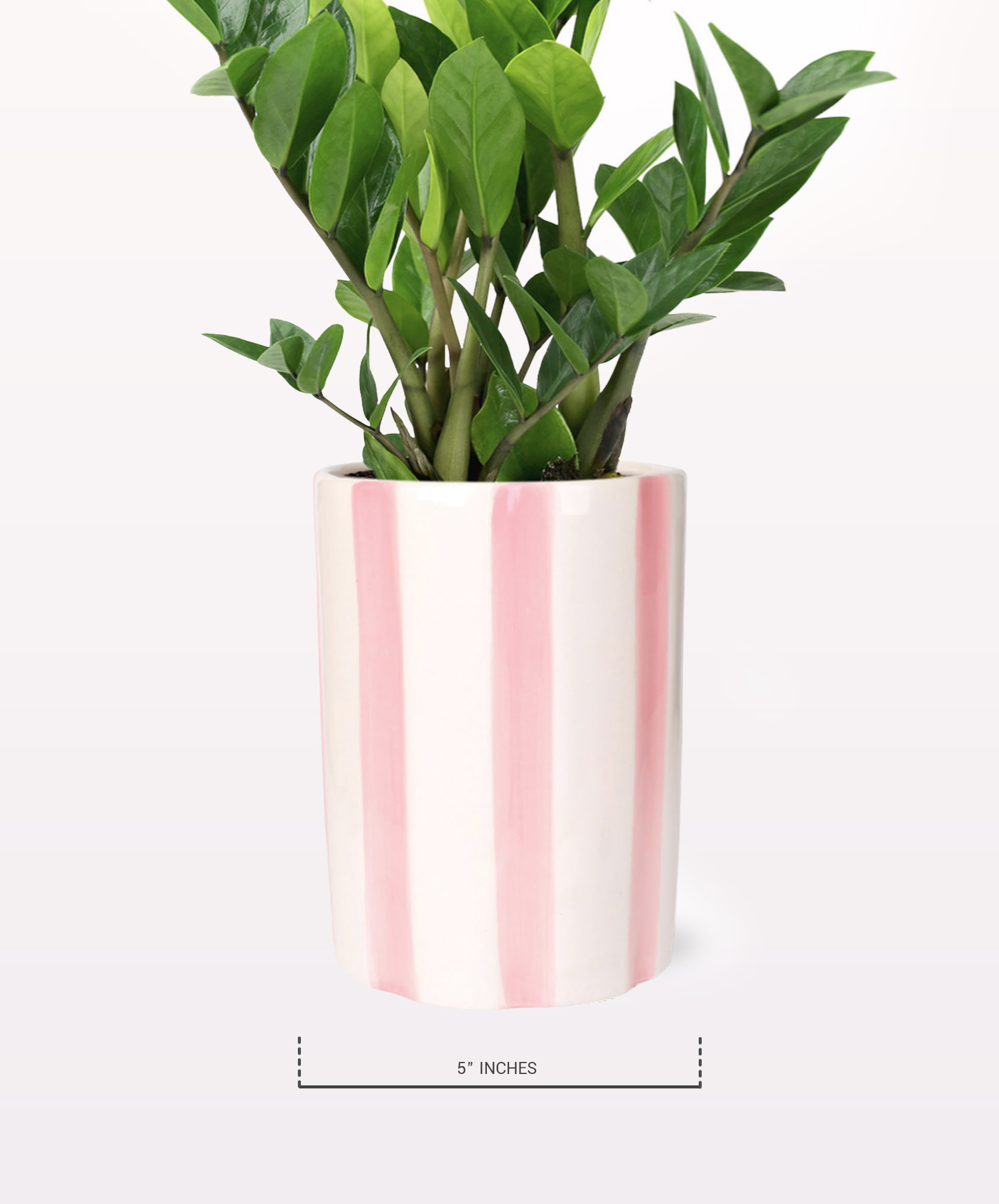 ZZ Plant | Low-Maintenance Modern Greenery | BloomsyBox