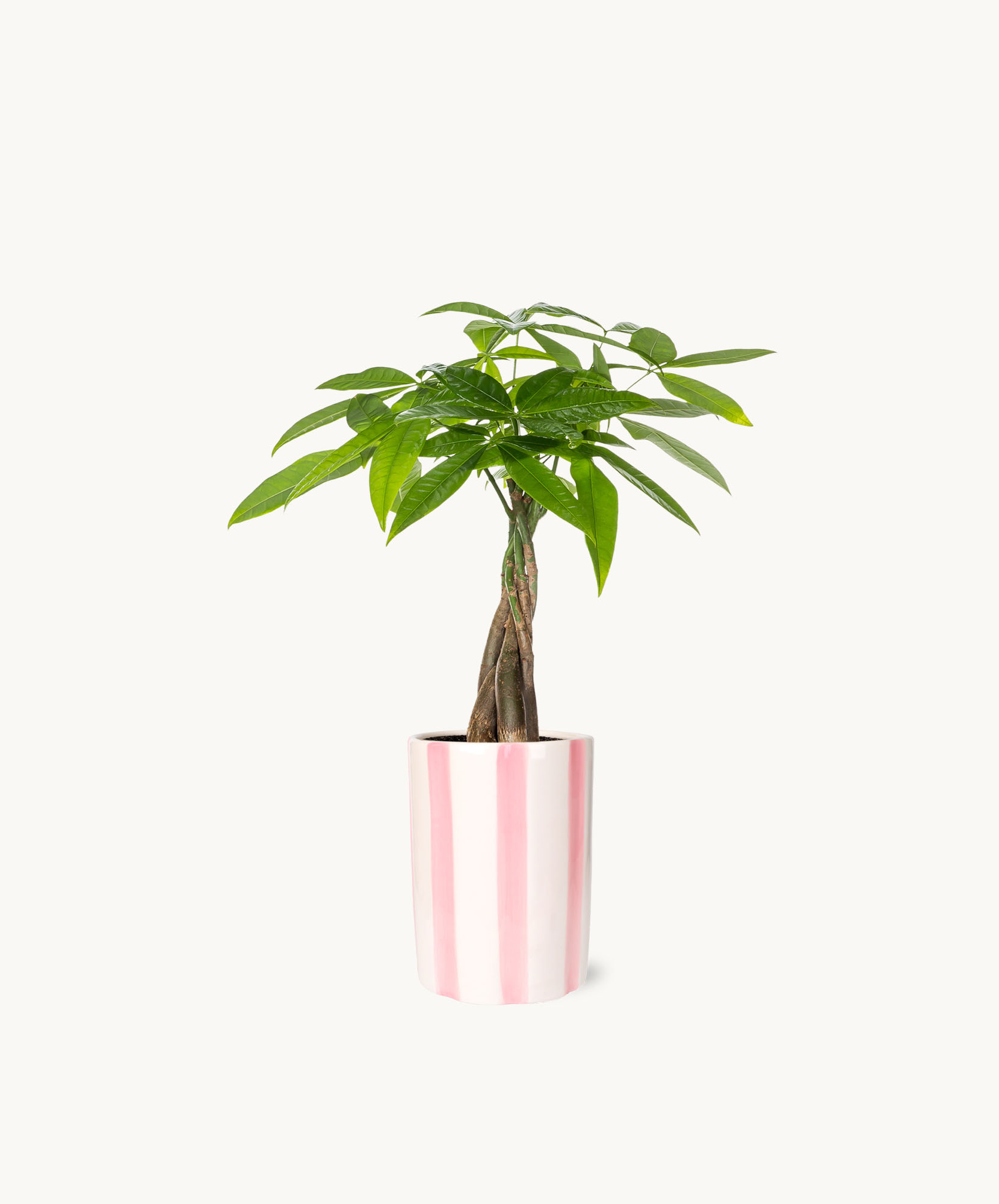 Indoor plant with glossy green leaves in a pink and white striped pot, enhancing any decor.