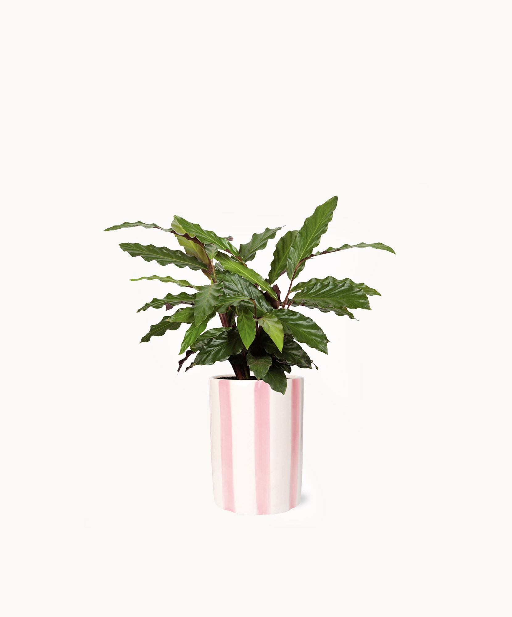 Vibrant green Calathea plant in a stylish pink and white striped pot, perfect for home decor.