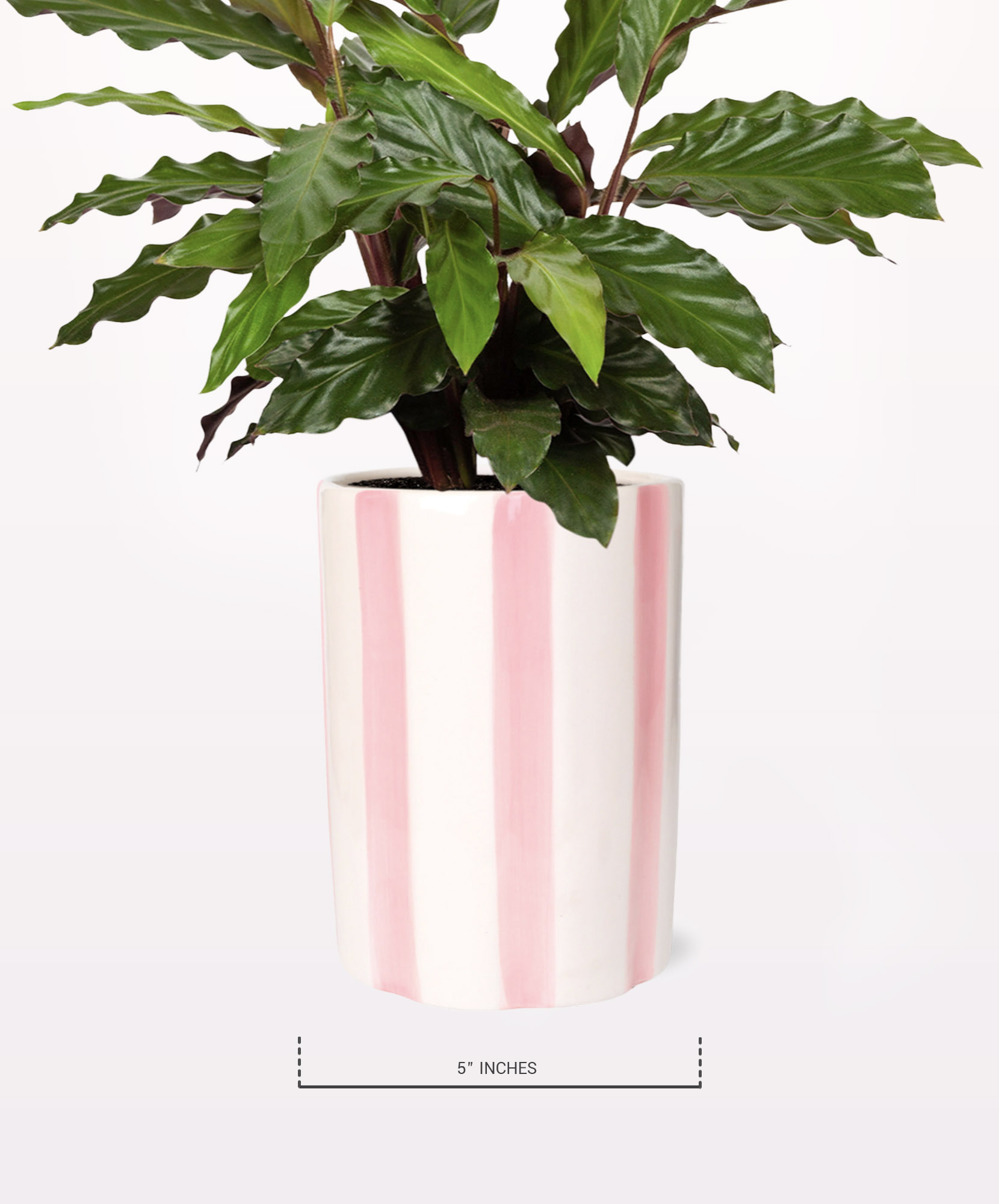 Calathea Wavestar Pink Stripe Pot