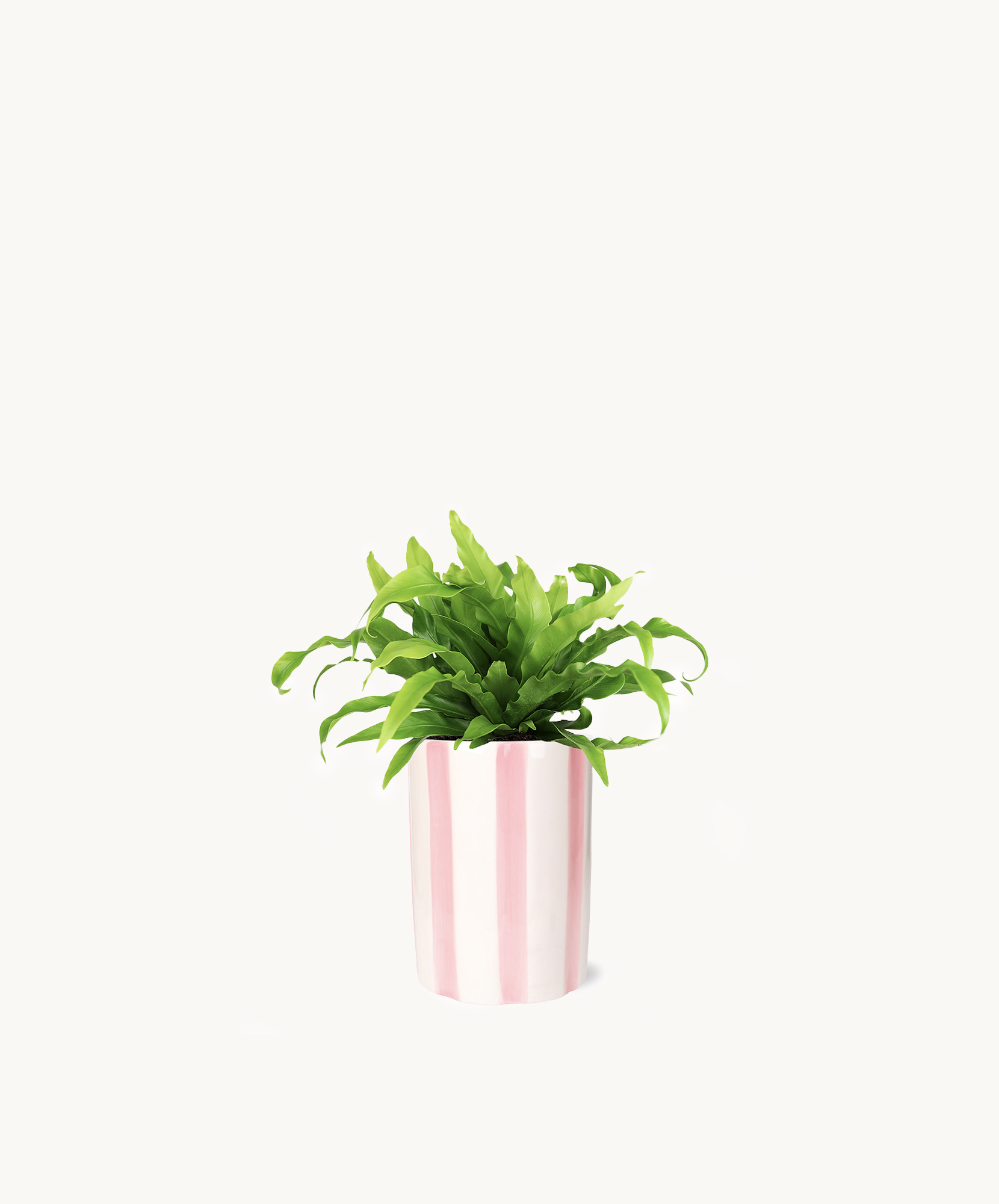 Bright green indoor plant in a stylish pink and white striped pot, adding freshness to any space.